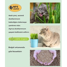 Kedi Çimi Tohumu - 500 Gram Kedi Çimi Tohumu