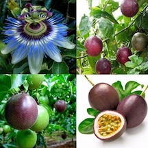 Pasiflora Mavi Ç,çekli Fidan