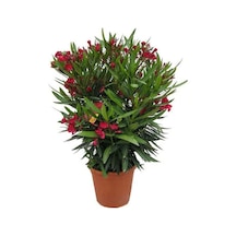 Kırmızı Renk Bodur Zakkum Bitkisi 1 Adet Saksılı/ Tüplü 30-45 Cm Red Oleander