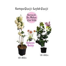 Kartopu Çiçeği 1 Adet +kokulu Leylak1 Adet+kırmızı Gazanya Hediye Saksılı Bahçe Seti