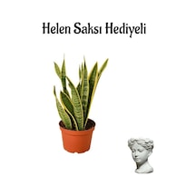 Sarı Renkli Paşa Kılıcı Bitkisi Sevgililer Gününe Özel Helen Saksı Hediyeli
