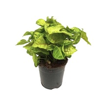 Melek Kanadı Çiçeği Fidanı Palmiye Syngonium Podophyllum 10-20 Cm