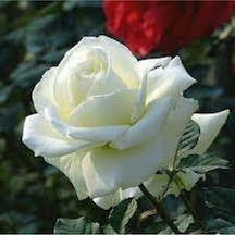 20 Adet Tohum Nadir Beyaz Gül Tohumu Beyaz Güller Saksı Toprak Hediyemizdir