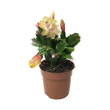 Schlumbergera 'Yellow' (Yılbaşı Çiçeği) Ø8,5 CM Y15-20 CM