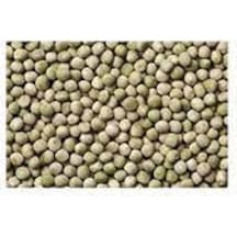 Sanita Bezelye Tohumu 500 GR