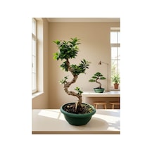 Ginseng Bonsai- 80cm