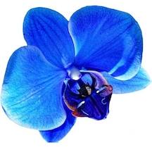 50 Adet Mavi Orkide Çiçek Tohumu + 10 Adet  H.gülü Çiçeği Tohumu