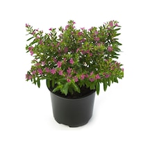 Kufeya Çiçeği Cuphea Hyssopifolia 10-20 Cm