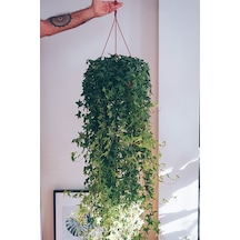 Hedera Helix Mor Çiçekli Salon Sarmaşığı Tohumu