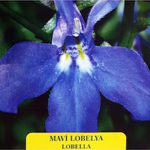 Mavi Lobelya Tohumu