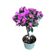 Rhododendron Indicum 'purple' Açelya Çiçeği