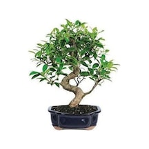 Nadir Ithal Bodur Defne Bonzai Ağacı Tohumu 3 Tohum Bonsai Tohumu