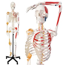 Gerçek Boyutlarında Kasları Ve Ligamentleri Gösteren Numaralandırılmış İnsan İskeleti Modeli, 180 Cm - İskelet Maketi 01