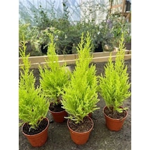 Limon Çamı Fidanı 40 Adet Tüplü Mini Boy 15-25cm Bahçe Çit Bitkisi