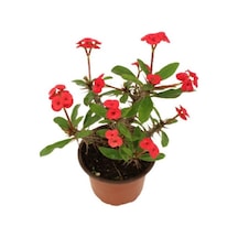Euphorbia Milli Dikenler Tacı Kırmızı Iç Mekan Dekoratif Bitki