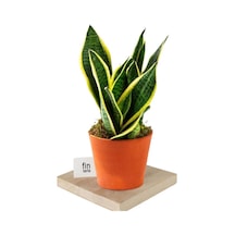 Sarı Çizgili Sansevieria Paşa Peygamber Kılıcı Çiçeği Trifasciata