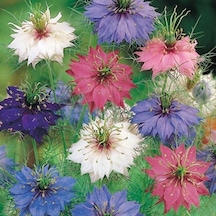 100+ Nigella Damascena Bitki Tohumu
