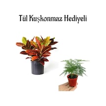 Harika Yapraklarıyla Kraton Çiçeği Anneler Gününe Özel Tül Kuşkonmaz Hediyeli