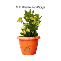 Formlu Sarı Renk Euphorbia Dikenler Tacı 20-25cm