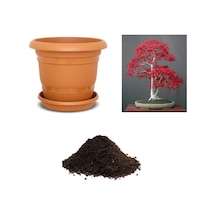 Ithal Acer Rubrum Bonzai Ağacı Tohumu Ekim Seti