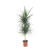 Dracaena Marginata İkili 5050