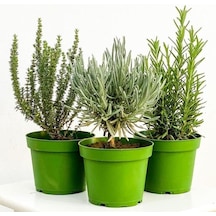Aromatik Bitki Seti Kekik Nane Itır 3 Lü Set 10-20 Cm
