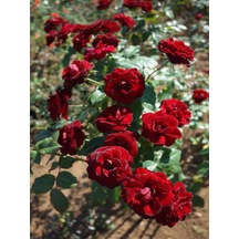 Avantajlı Yediveren Koyu Kırmızı Yoğun Kokulu 50 70 Cm 1 Adet Saksılı Aşılı Gül Red Rose