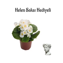 Beyaz Renk Şeker Begonya Çiçeği Sevgililer Gününe Özel Helen Saksı Hediyeli