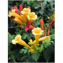 Sarı Acem Borusu Çiçeği Fidanı 40-60 Cm Saksılı Çiçekli Bodur Bitkiler Campsis Grandiflora