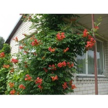 Turuncu Acem Borusu Çiçeği Fidanı - tüplü 40-6 Cm