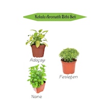 Aromatik Kokulu Mutfak Seti Adaçayı+ Fesleğen+nane Fidesi 3 Adet