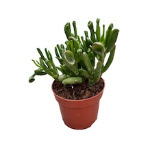 Crassula Ovata 'Golum' (Sukulent) Ø12 CM Y20-25 CM