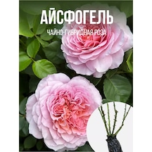 Aysfogel Gül Fidanı