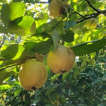 Tüplü Aşılı Ekmek Ayva  Fidanı