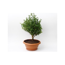 Bonsai Şimşir Fidanı Buxus Sempervirens Rotundifolia 3 Adet