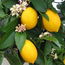 Tüplü Yediveren Limon Fidanı 2 Yaş Aşılı 90-150 Cm Bol Verimli