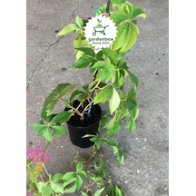 Renkli Amerikan Sarmaşığı 65-80cm Sonbaharda Kırmızı Renge Döner Saksılı/tüplü