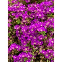 Videolu Acem Halısı 5 15 Cm 30 Adet Saksılı/ Tüplü Çiçekli Bodur Bitki Drosanthemum Floribundum