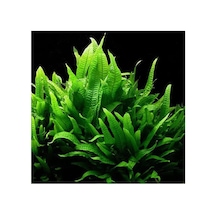 Tr Microsorium Pteropus Sp S Saksı Canlı Bitki