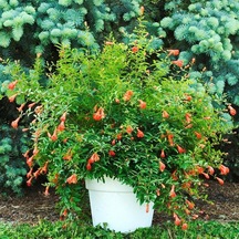 Bonsai İçin Uygun Saksıda Cüce Süs Narı Fidanı