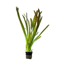 Vallisnaria Gigantea Dev Saz No:111