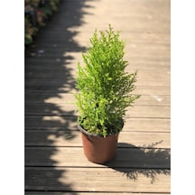 Limon Çamı Limon Servi 40-60 Cm