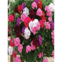 Videolu Rengarenk Karışık Renk 30 Adet Sardunya Çiçeği Fidanı 10-25cm Tüplü Geranium Flower