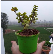 Bonsai Para Ağacı Fidanı 8.5 Saksıda 15-20 Cm