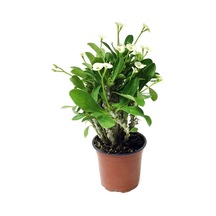 Euphorbia Milii White - Dikenler Tacı Beyaz Kaktüs Sukulent - Ev Ofis Salon Iç Mekan Bitkisi - 25 Cm