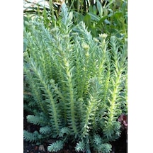 Sedum Reflexum 45 Adet - Teraryum İçin Sukulent Bitki