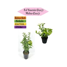 Mis Kokulu Melisa Fidanı+kokulu Ful Yasemin Çiçeği 40-80cm 2 Adet Kokulu Bahçe Seti