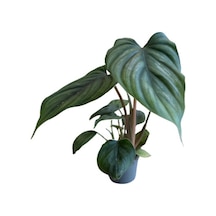 Philodendron 'mamei' Ø5,5 Cm Y10-15 Cm