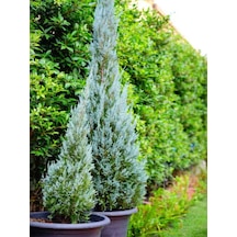Videolu Mavi Servi Leylandi 1 Adet Saksılı/tüplü 30-60 Cm Cupressocyparis Leylandii