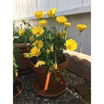 Çalı Papatyası Sarı Renkli 5 10 Cm 1 Adet Saksılı Canlı Bitki Euryops Pectinatus